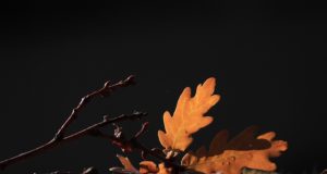 A Farewell Message for My Stepdad Who Passed Away A Farewell Message for My Stepdad Who Passed Away